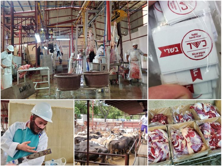 ניקרגואה: שחיטה כשרה לקראת חג הפסח