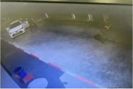 הגורם המעודד לטרור: הויתורים של הממשלה