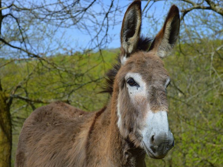  יעקב מודיע לעשיו: העולם מוכן לגאולה!