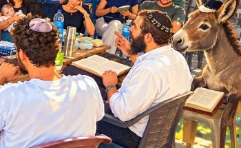 החמור בהודו שהוסמך לאח רפואי והציפייה לחמורו של משיח: השליח בהאמפי בראיון