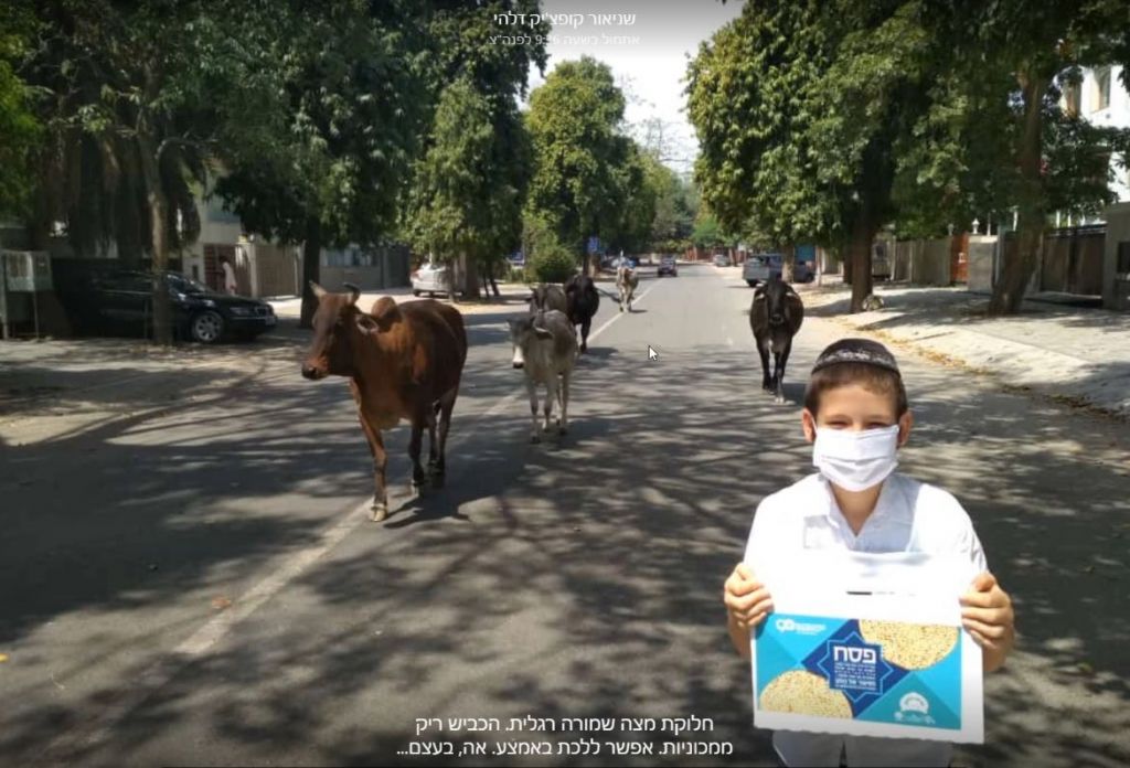 חלוקת שמורה עם הילדים, בגלל הסגר בכלל לא צפוף..