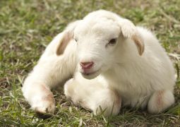 המהלך האמיץ שהביא את הגאולה