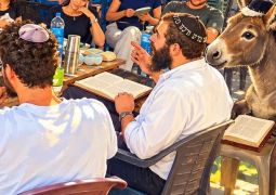 החמור בהודו שהוסמך לאח רפואי והציפייה לחמורו של משיח: השליח בהאמפי בראיון